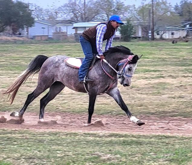 ARABIAN HORSES FOR SALE, SAN ANTONIO TEXAS AREA